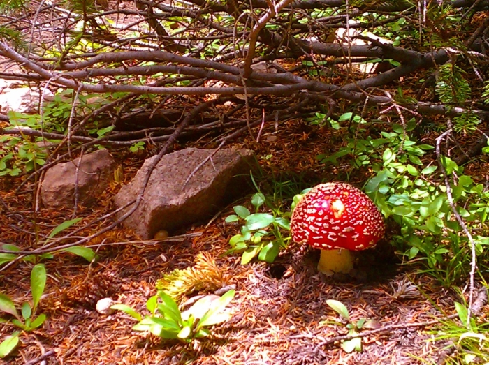 Мухомор красный (amanita muscaria)