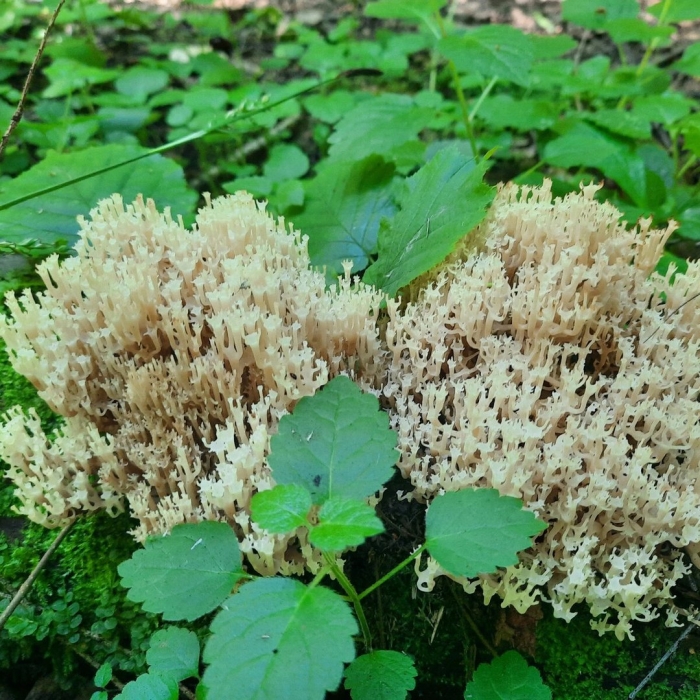 Ежовик оленьи рожки