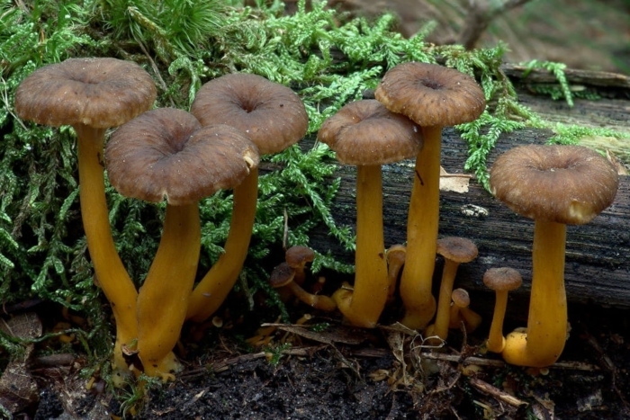 Cantharellus lutescens