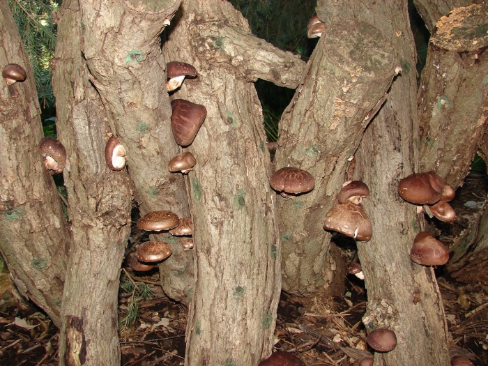 Shiitake mushroom