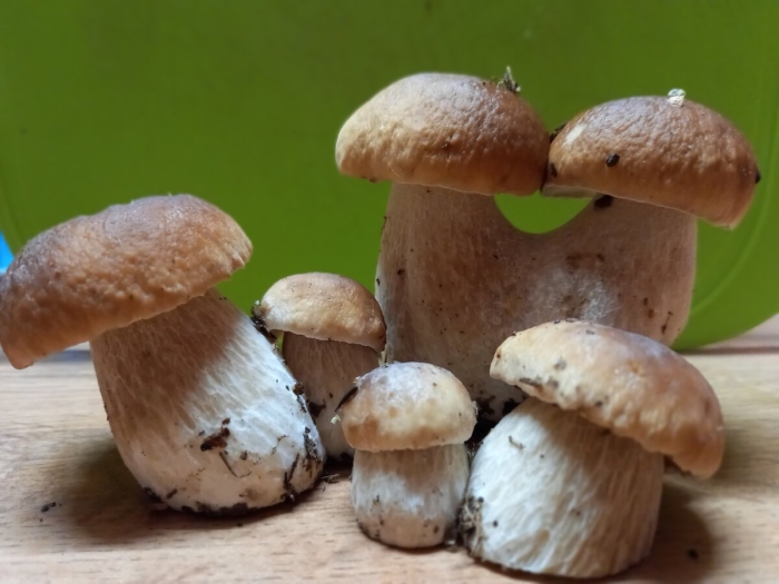 Гриб боровик