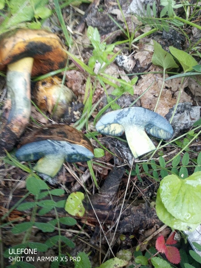 Дубовик оливково бурый