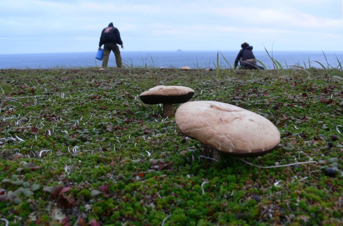 Командорские острова тундра грибы