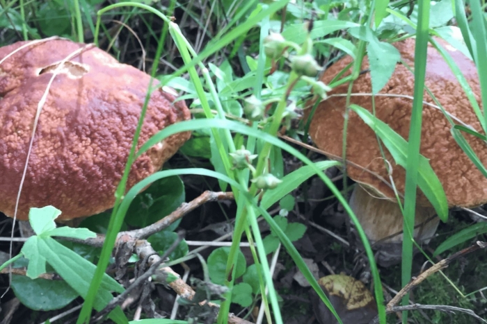 Грибные места в ярославской области