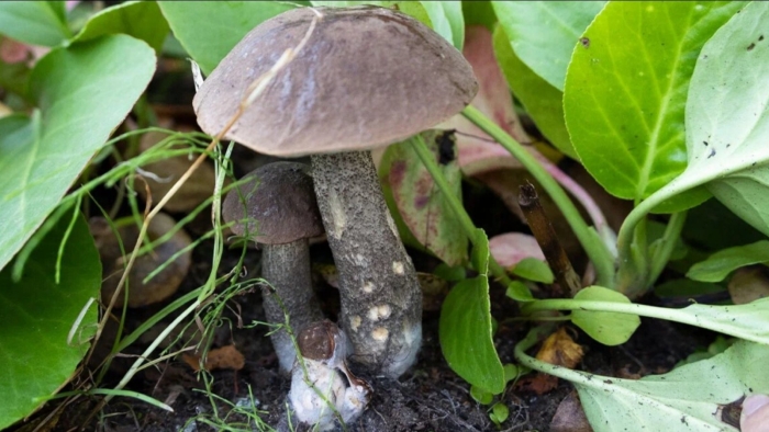 Подберезовик черноголовик