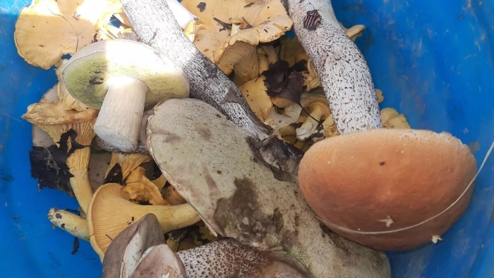 Грибники владимирской области