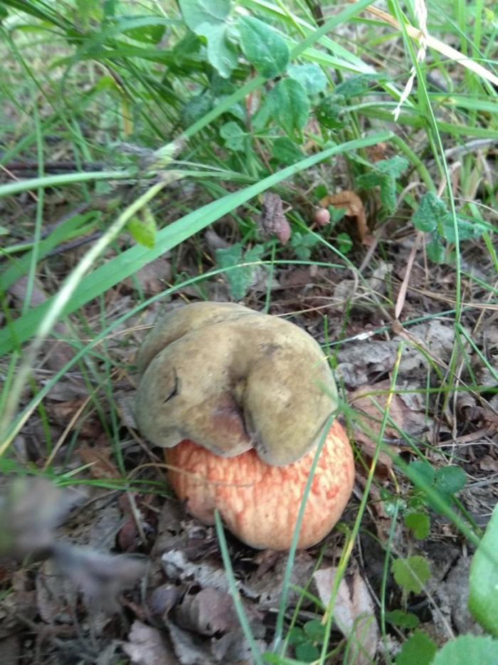 Дубовик синяк гриб