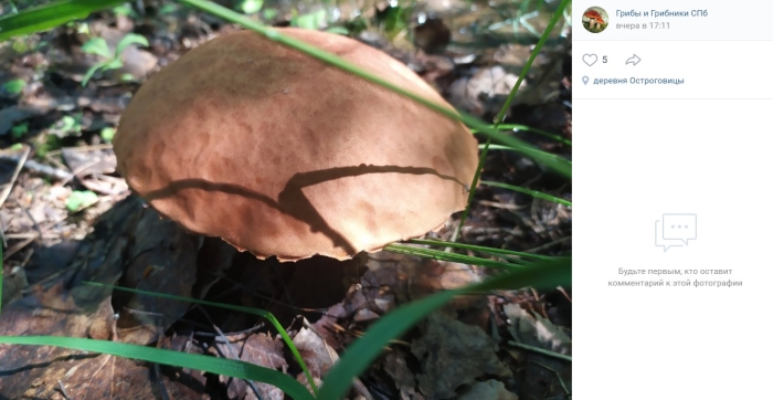 Грибы ленинградской области подосиновик