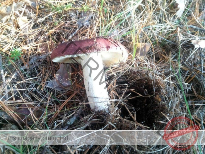 Гриб сыроежка