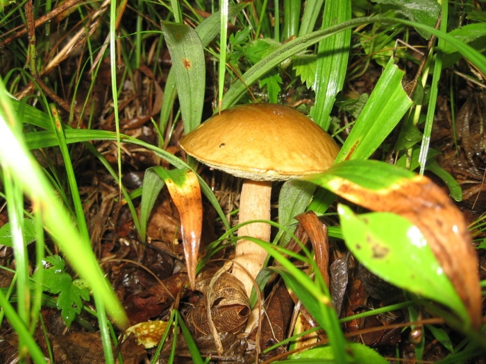 Обабок гриб