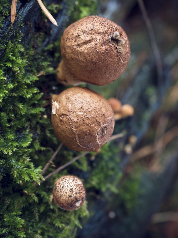 Ложнодождевик обыкновенный