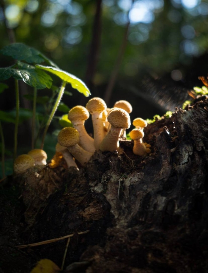 Грибы чувашии