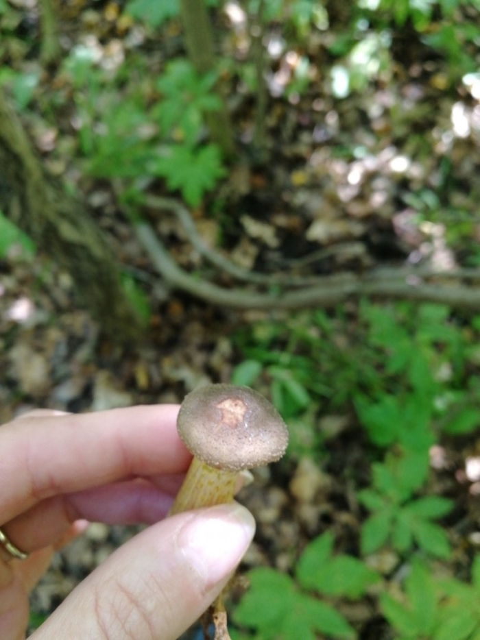 Опенок галика