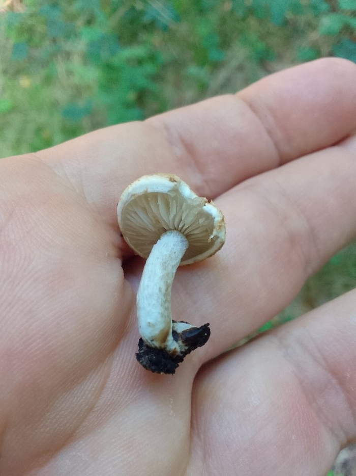 Asterophora lycoperdoides