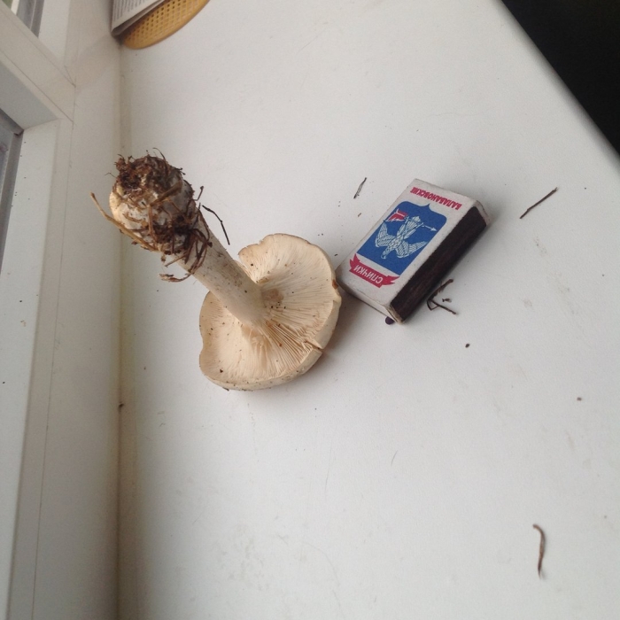 Сыроежка подгруздок белый