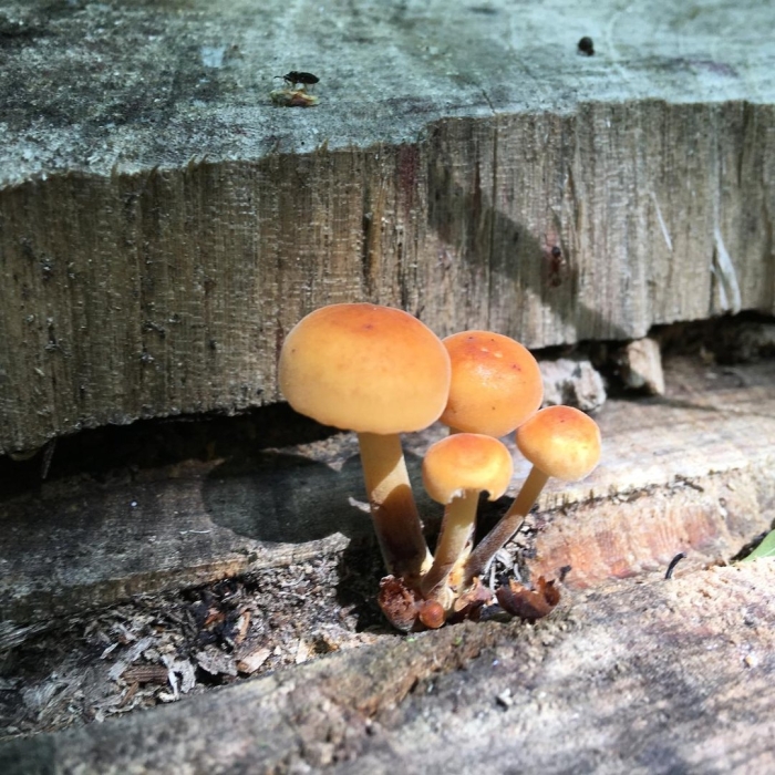 Галерина окаймленная