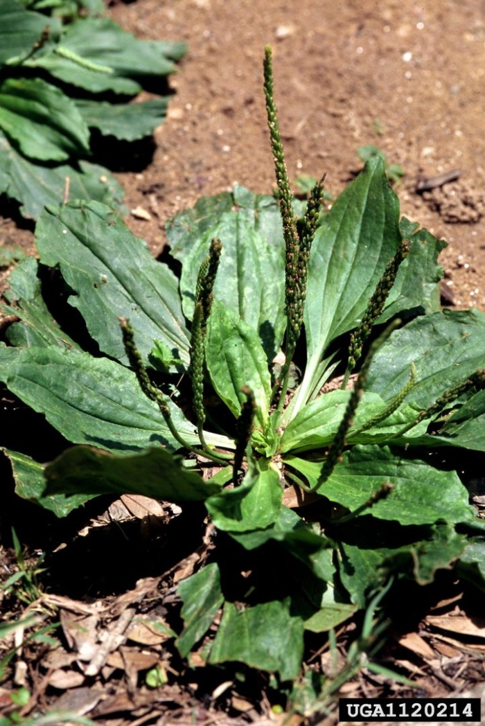 Plantago uliginosa