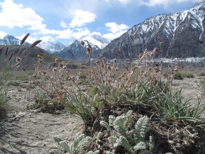 Эдельвейс памир