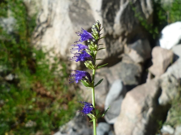 Echium vulgare синяк обыкновенный