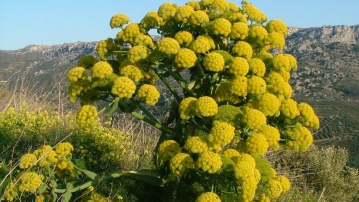 Ферула джунгарская