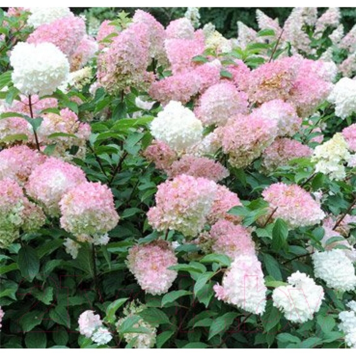 Гортензия метельчатая пинк леди