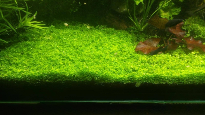 Глоссостигма аквариумное растение