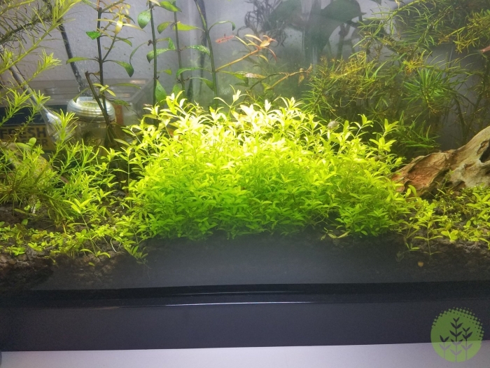 Хемиантуса микрантемоидес