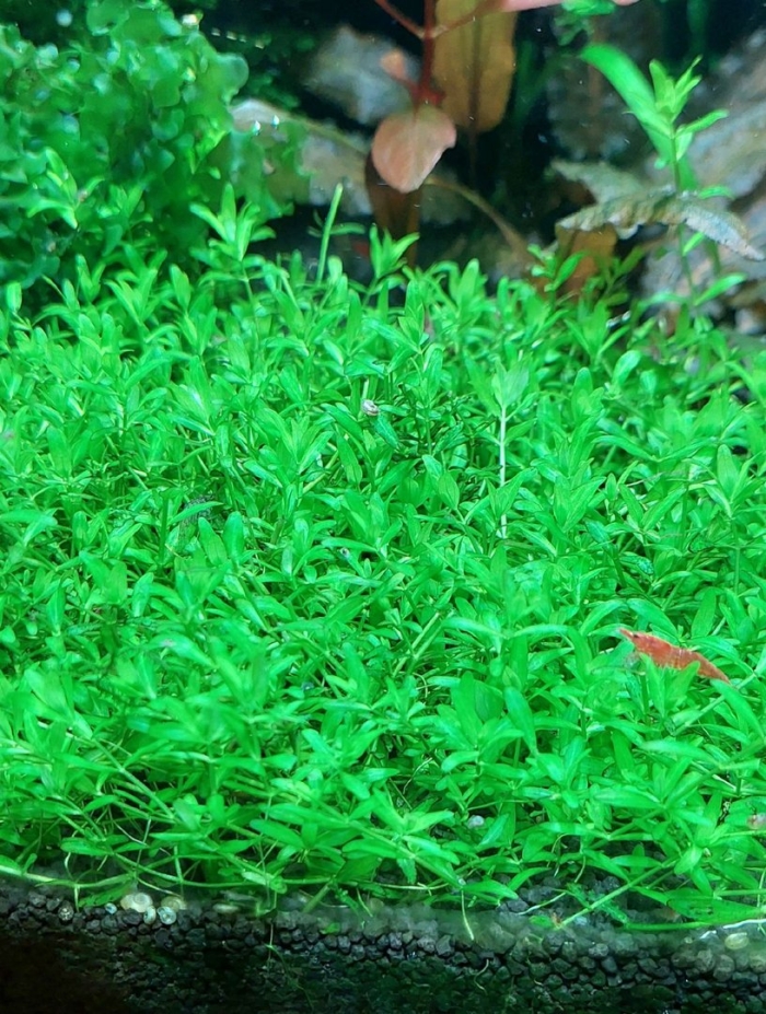 Хемиантус аквариумное растение