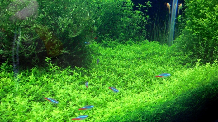 Микрантемум тенистый аквариумное растение