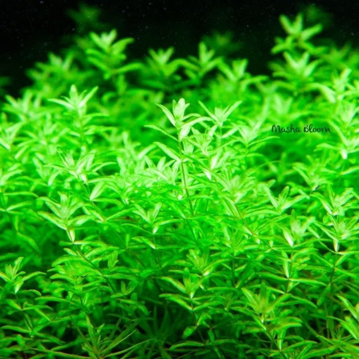 Хемиантус микрантемоидес аквариумное