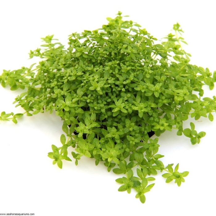 Микрантемум малоцветковый