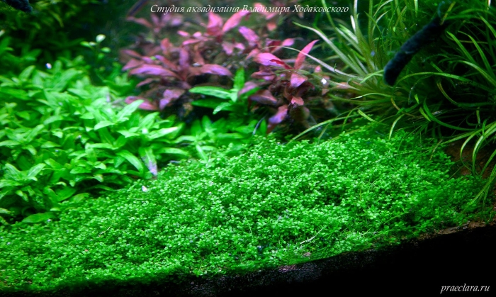 Монте карло растение аквариумное