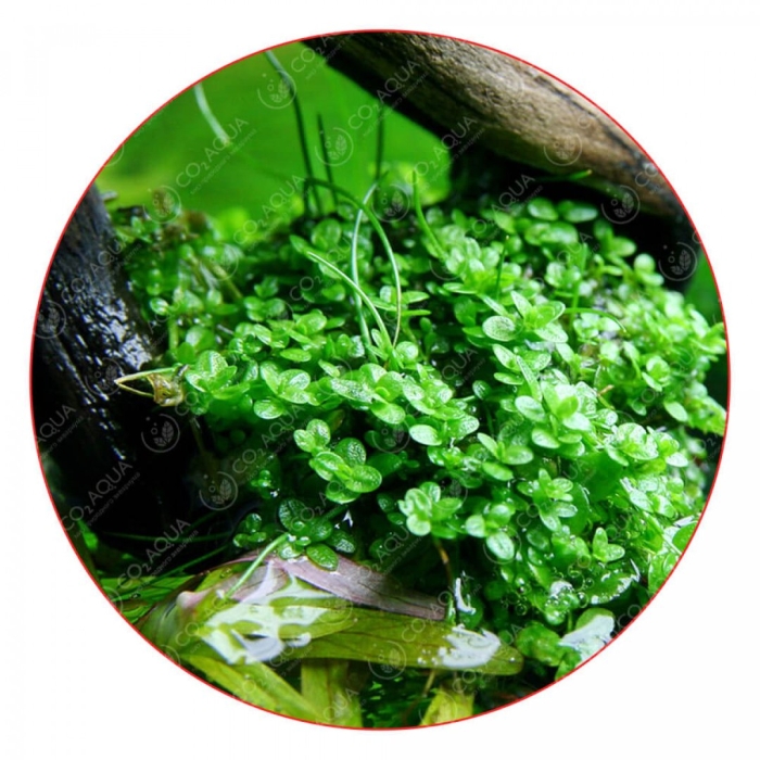 Хемиантус куба