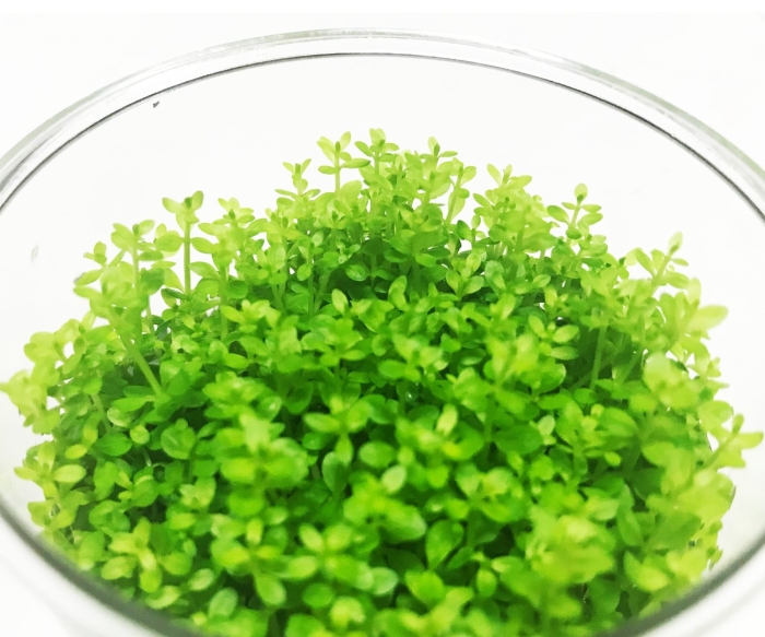 Хемиантус микрантемоидес