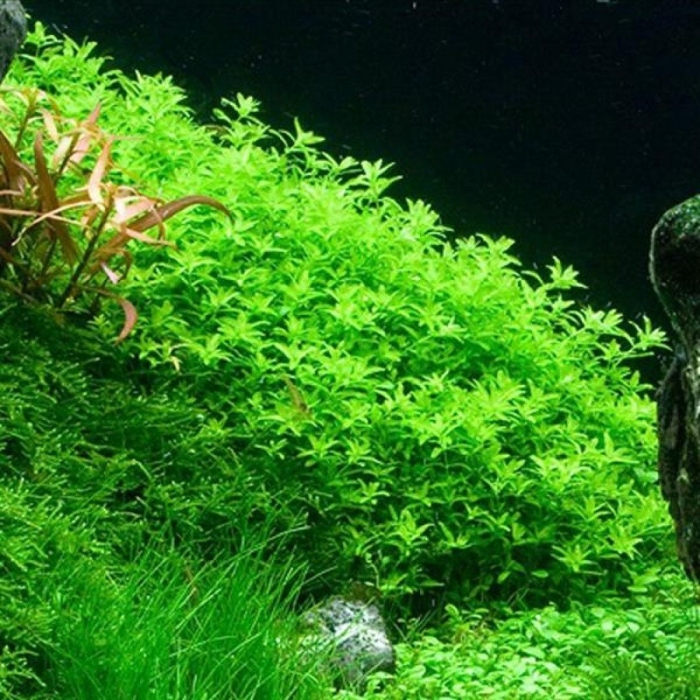 Хемиантус зальцмана