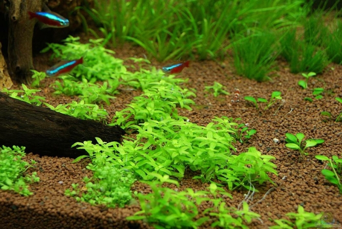 Хемиантус микрантемоидес