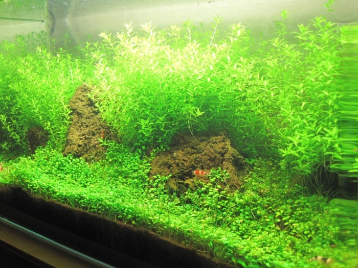 Хемиантус микрантемоидес аквариумное растение