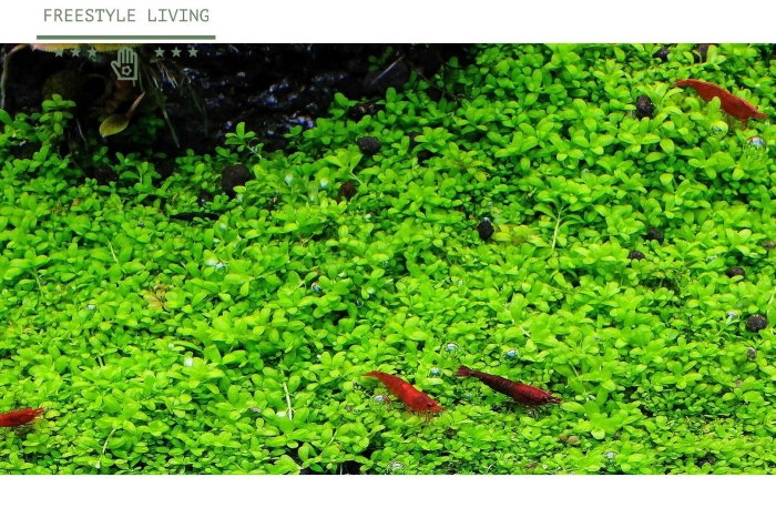 Глоссостигма элатиноидес аквариумное растение