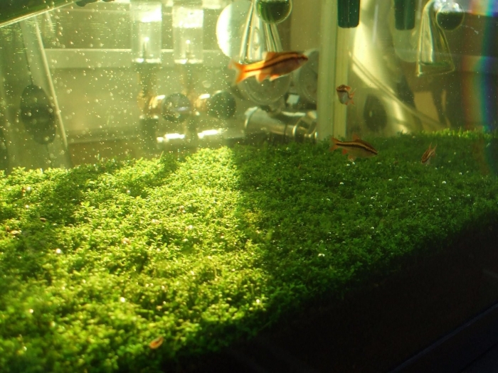 Хемиантус каллитрихоидес  куба