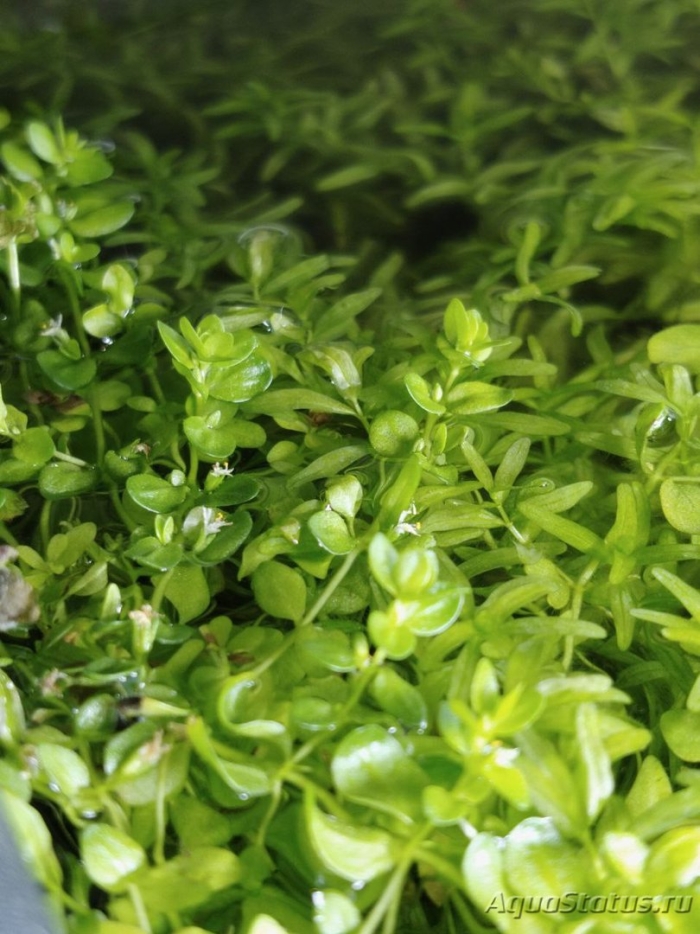 Бакопа каролинская аквариумное растение