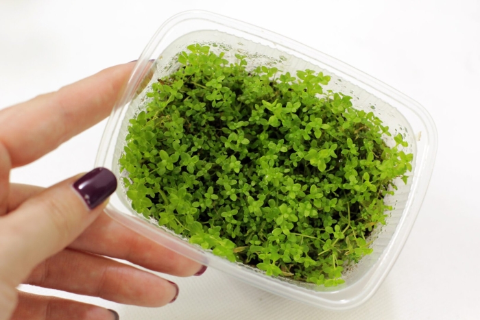 Солейролия хельксина