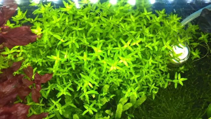Хедиотис зальцмана аквариумное растение