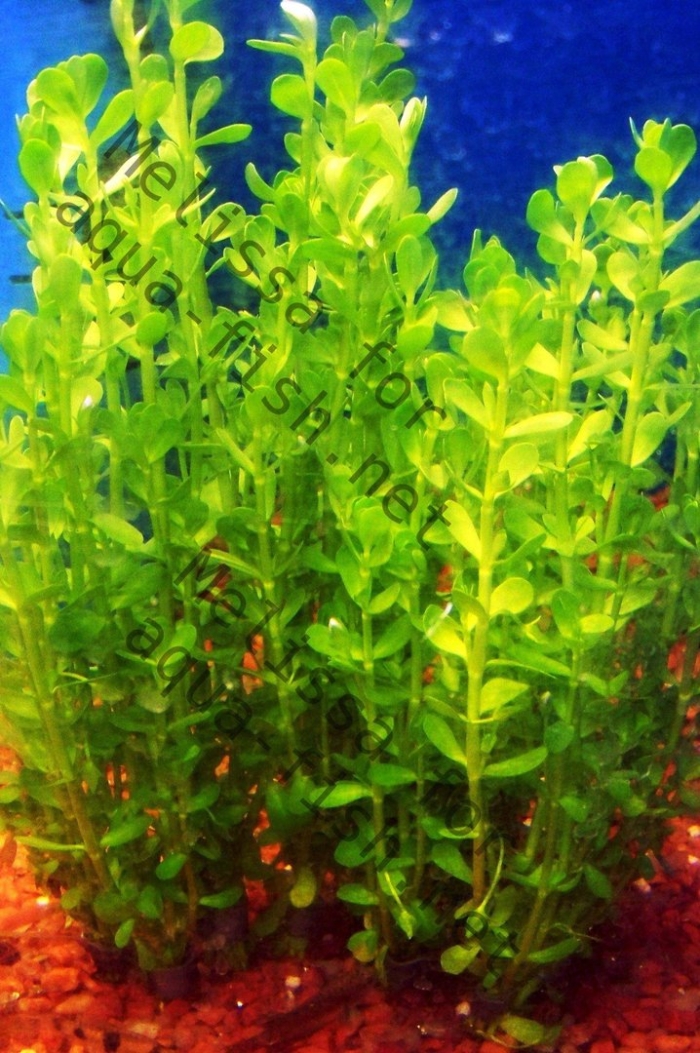 Аммания бонсай (ammania sp.«bonsai»)