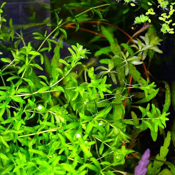 Микрантемум микрантемоидес