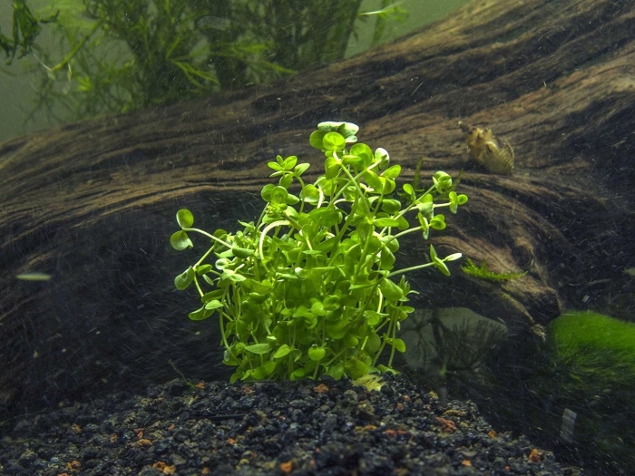 Хемиантус тенистый