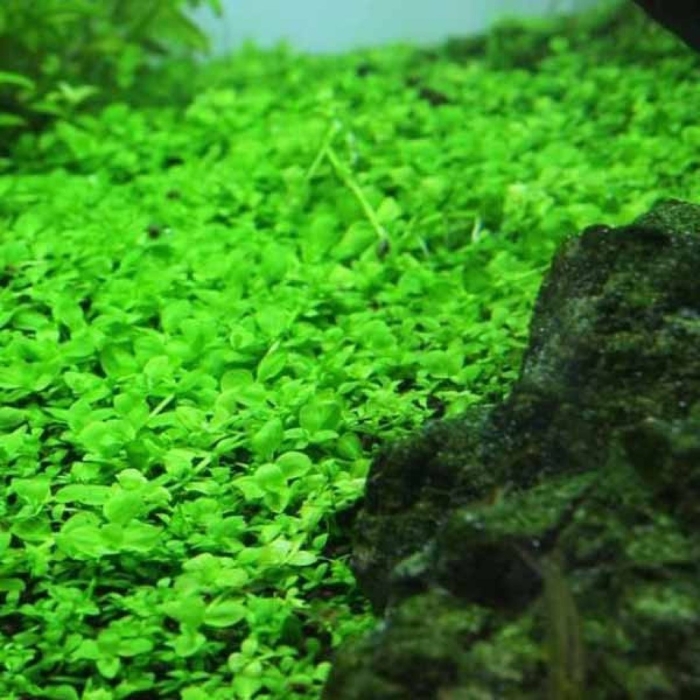 Микрантемум монте карло