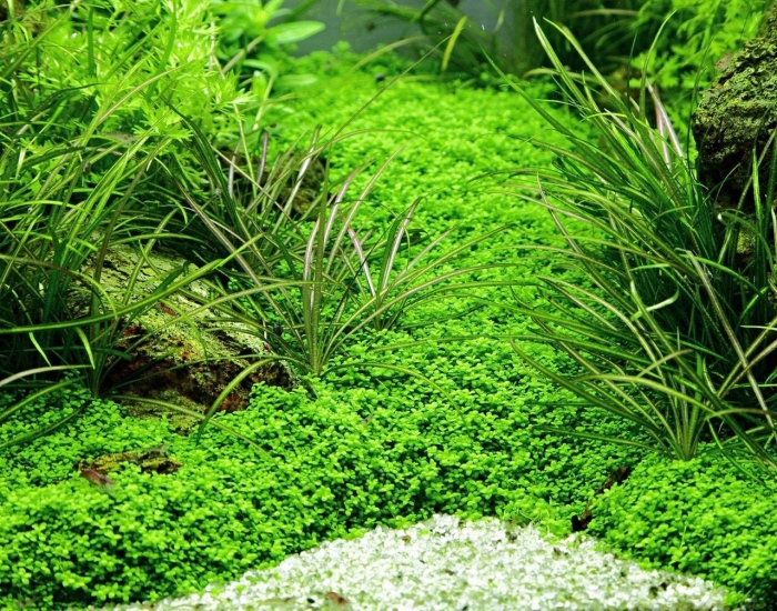 Хемиантус каллитрихоидес  куба