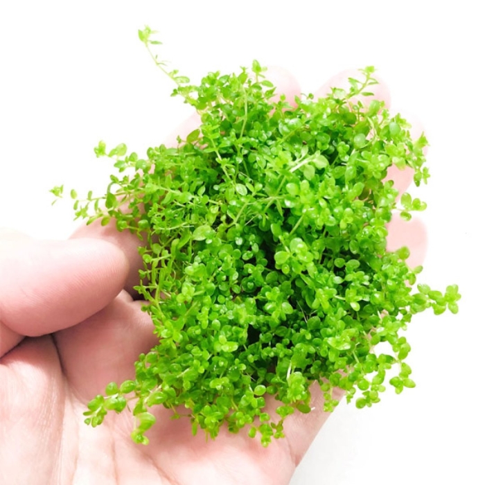 Хемиантус каллитрихоидес  куба меристемный