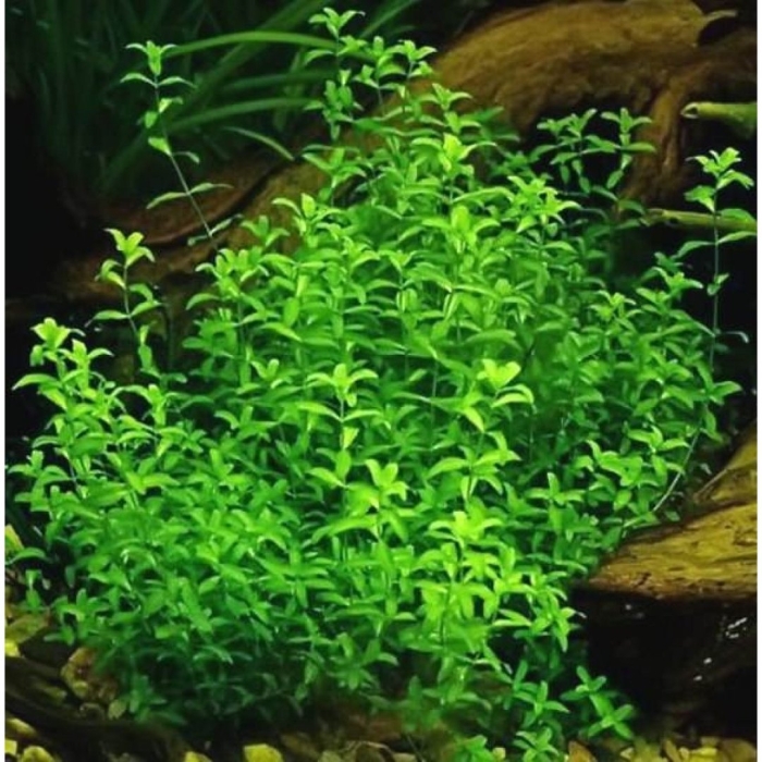 Хемиантус микрантемоидес