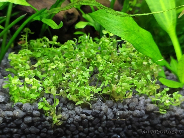 Хемиантус монте карло